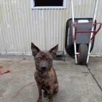 Photo of Horace Silvanus