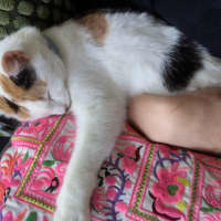 Photo of Sigrid