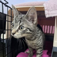 Photo of Luna