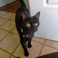 Photo of Raven