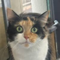 Photo of Jemima   In Foster Care In Ashburton