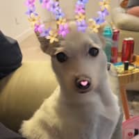 Photo of Buddy
