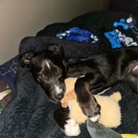 Photo of Wren