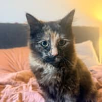 Photo of Torracat