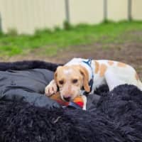 Photo of Mello