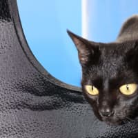 Photo of Julie   Now At Pet Quarters Glendale