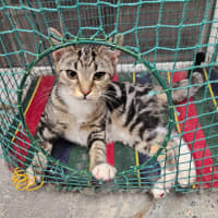 Photo of Nael ** 2nd Chance Cat Rescue **