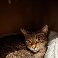 Photo of Cleo