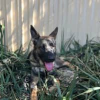 Photo of Maple