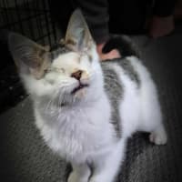 Photo of Ray Charles