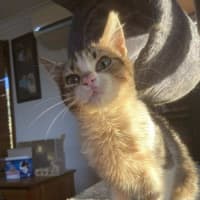 Photo of Pancake
