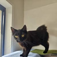 Photo of Smokie