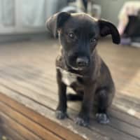 Photo of Bear   12 Wk Old Cattle Dog X  (On Trial 10/9/24)