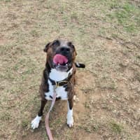 Photo of Twix (65689)