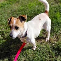 Photo of Dora