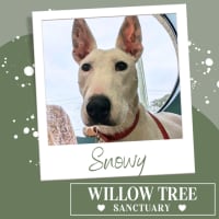 Photo of Snowy