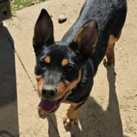 Photo of Cauliflower