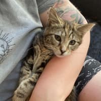 Photo of Caitlyn **2nd Chance Cat Rescue**