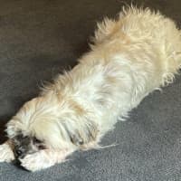 Photo of Gingy Newhaven