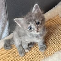 Photo of Ghost