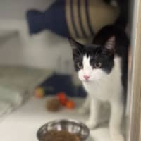 Photo of Athena
