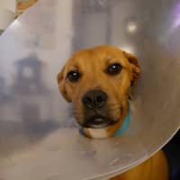Photo of Murphy   7 Month Old Mixed Breed