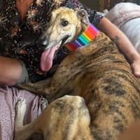 Photo of Sonny, The Greyhound