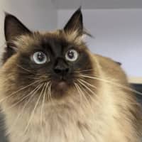 Photo of Mocha