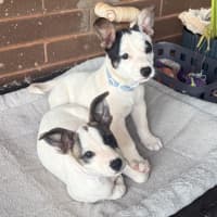 Photo of Rosie