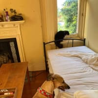 Photo of Toffee, The Cat Friendly Greyhound