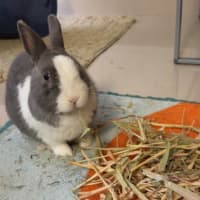 Photo of Arlo