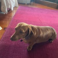 Photo of Pickles