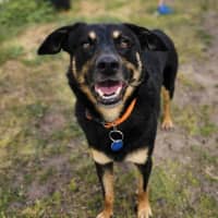 Photo of Banjo