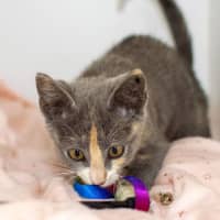 Photo of Willow