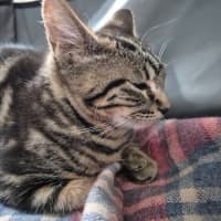 Photo of Zain ** 2nd Chance Cat Rescue**