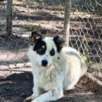Photo of Chip