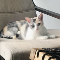 Photo of Apricot   Located In Brunswick East