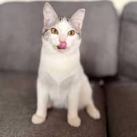 Photo of Clyde   Meet Me At Vets On Parker Templestowe