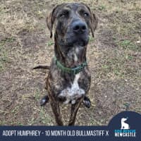 Photo of Humphrey   10 Month Old Bull Mastiff X