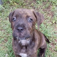 Photo of Pickles