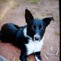 Photo of Buddy