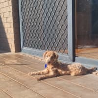 Photo of Dewey   4 Month Old Toy Poodle
