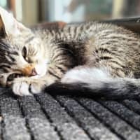 Photo of Dini