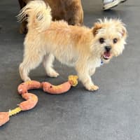 Photo of Daisy   3 Year Old Maltese X Shih Tzu (Trial 20/12