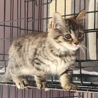 Photo of Amy (In Foster Care In Templestowe)