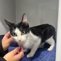 Photo of Pippy Now At Pet Quarters Glendale