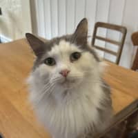 Photo of Leo