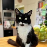Photo of Socks