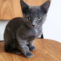 Photo of 😻 Max 😻