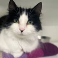 Photo of Collie